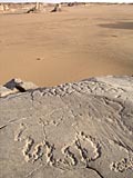 In search of prehistoric Saharan art. The Petroglyph's Decoding